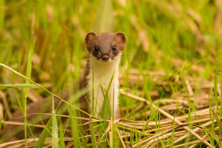 Photo of the wildlife at Broughton Hall