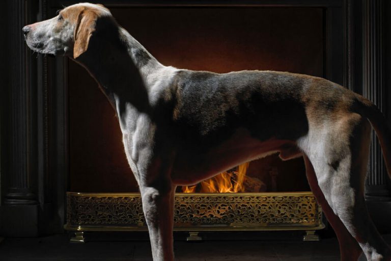 Photo of a hound in front of the fireplace at Goodwood's Hound Lodge