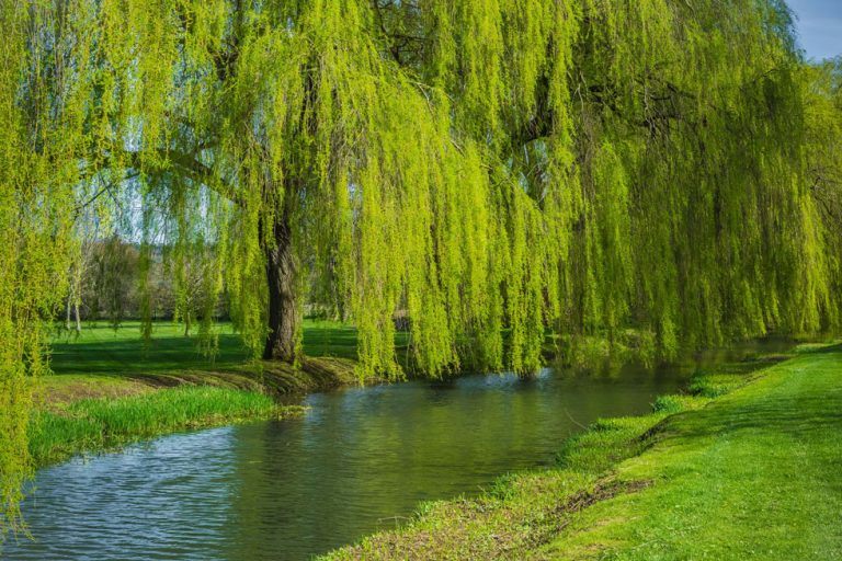 Photo of the grounds at The Elvetham