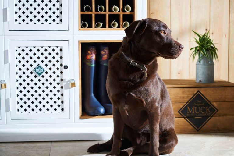 Photo of a dog at The Fish Hotel